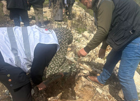 نحن باقون ما بقي الزيتون والزعتر: غرس الزيتون في كفر جمال إحياءً ليوم الأرض